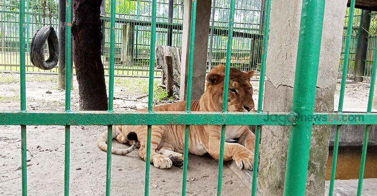 শুয়ে-বসে দিন কাটে দেশের একমাত্র লাইগারের