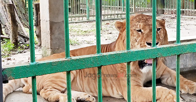 শুয়ে-বসে দিন কাটে দেশের একমাত্র লাইগারের