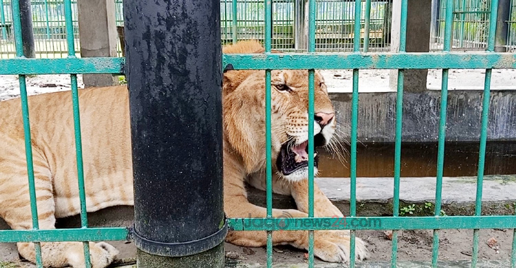 শুয়ে-বসে দিন কাটে দেশের একমাত্র লাইগারের