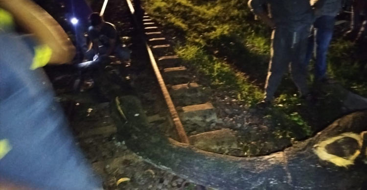 রেললাইনে উপড়ে পড়লো গাছ, অল্পের জন্য রক্ষা পেলো চট্টলা এক্সপ্রেস