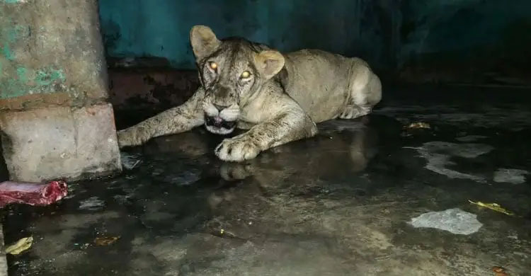 খাঁচা থেকে বের হওয়া সিংহী নিয়ে মানবিক আহ্বান