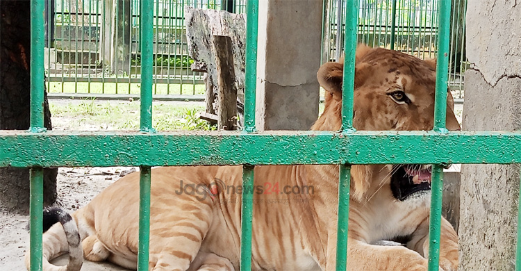 শুয়ে-বসে দিন কাটে দেশের একমাত্র লাইগারের