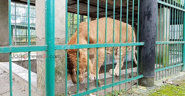 শুয়ে-বসে দিন কাটে দেশের একমাত্র লাইগারের