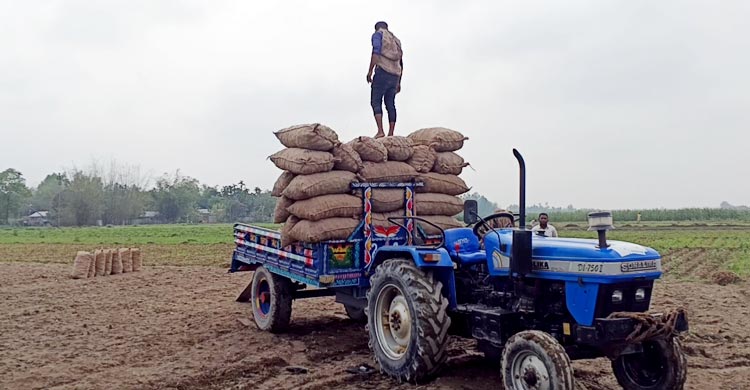 হতাশ আলুচাষিরা— ‘গতবারের ধারই শোধ হয়নি, এবারও লস’