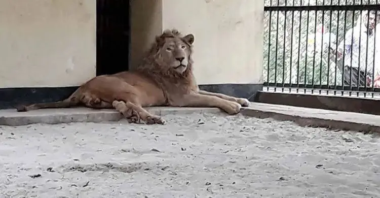 চিড়িয়াখানায় খাঁচা থেকে বের হয়ে গেছে সিংহী