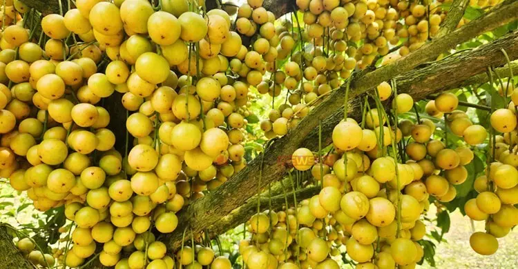 অনেকে নিরুৎসাহিত করলেও হাল ছাড়েননি হামিদুল্লাহ, বিক্রি প্রায় ২ লাখ