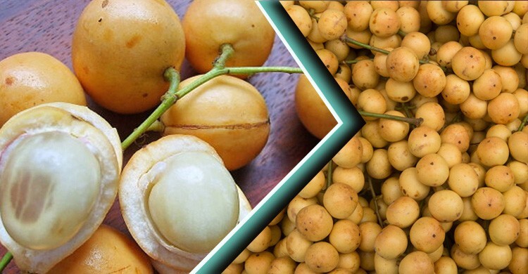 লটকন খাওয়ার আগে যে বিষয়গুলো জানা দরকার