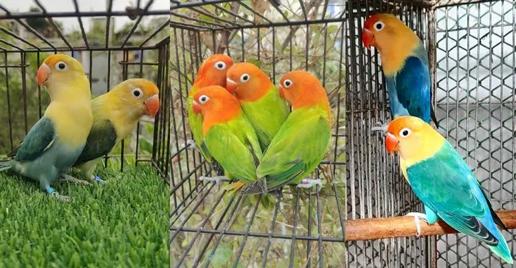 খাঁচার পাখি লাভবার্ড পালনের খুঁটিনাটি