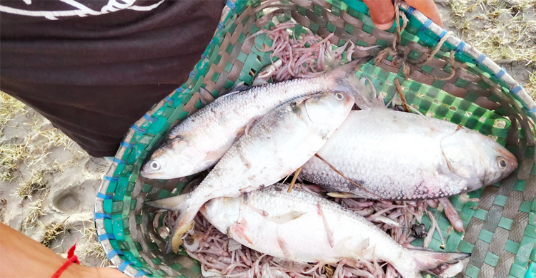 ‘ইলিশ এখন বড়লোকের মাছ’