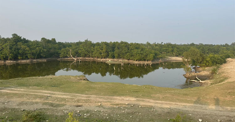 বন উজাড় করে অর্থনৈতিক অঞ্চল, হরিণ কমেছে ৮০ শতাংশ