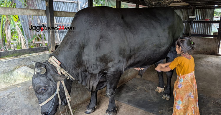 খালেদা জিয়াকে ৩৫ মণ ওজনের ‘কালো মানিক’ উপহার দিতে চান কৃষক