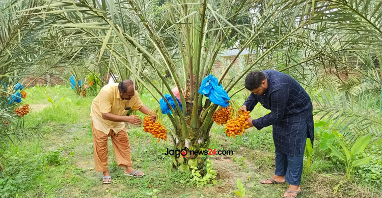 খেজুর চাষে কোটিপতি মোতালেব