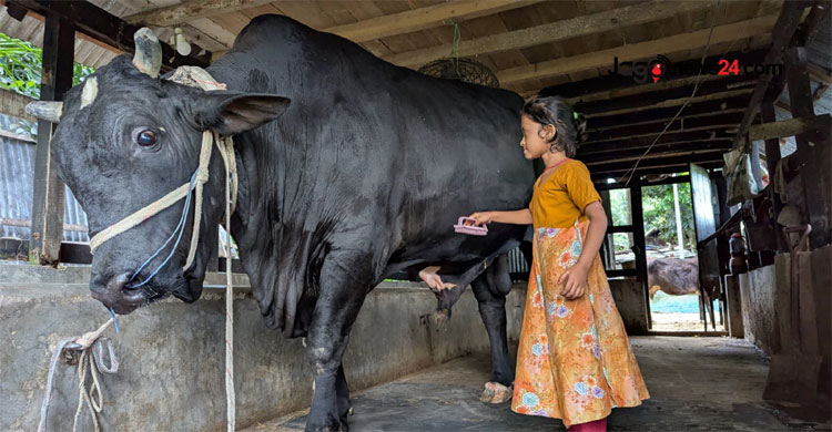 খালেদা জিয়াকে ৩৫ মণ ওজনের ‘কালো মানিক’ উপহার দিতে চান কৃষক
