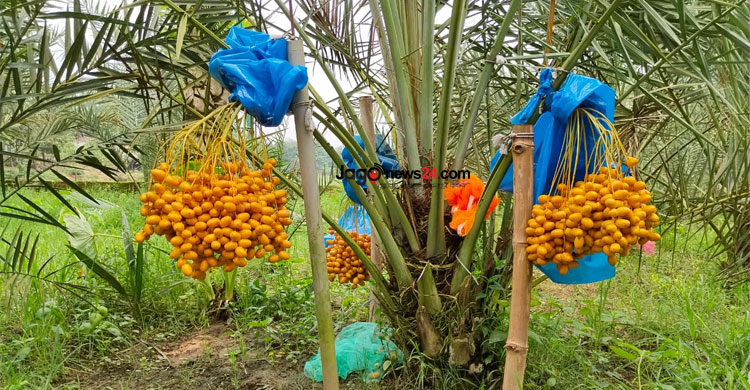 খেজুর চাষে কোটিপতি মোতালেব