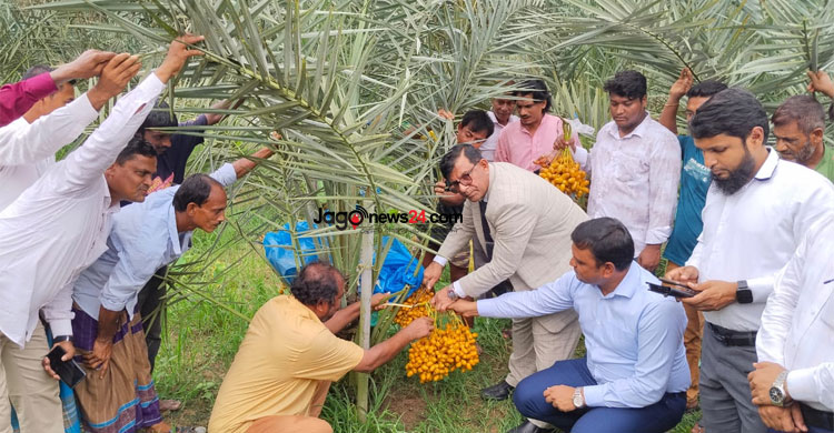 খেজুর চাষে কোটিপতি মোতালেব