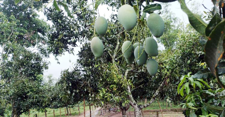 চাঁপাইনবাবগঞ্জে গাছে পাকলেই বাজারজাত করা যাবে আম