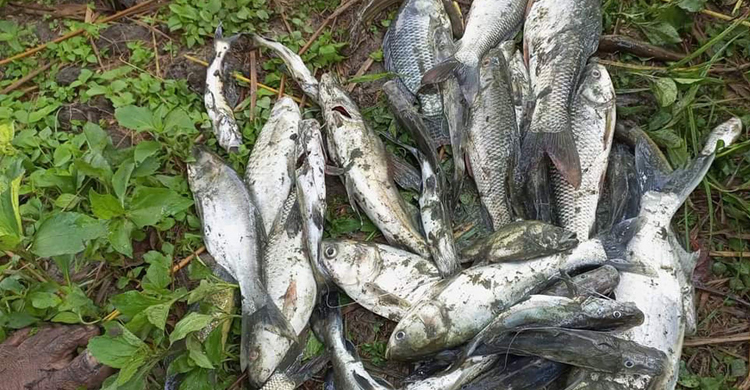 দুর্বৃত্তের বিষে ২ পুকুরে ভেসে উঠলো মরা মাছ