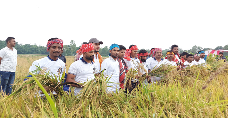অসহায় নারীর ধান কাটা-মাড়াই শেষে ঘরে তুলে দিলো ছাত্রলীগ