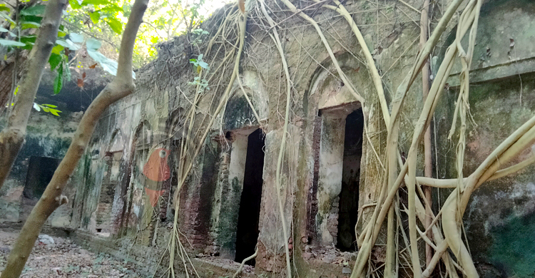 হারিয়ে যাচ্ছে মাদারীপুরের ঐতিহ্যবাহী ‘পর্বত বাগান’