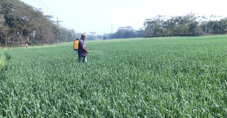 মাদারীপুরে কৃষি উপ-সহকারী কর্মকর্তা সংকট