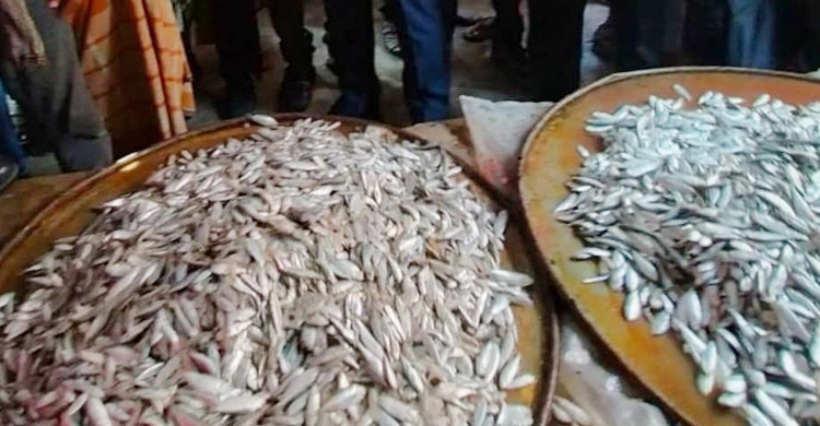 শিবচরে জাটকা বিক্রির অপরাধে দুই ব্যবসায়ীর জরিমানা