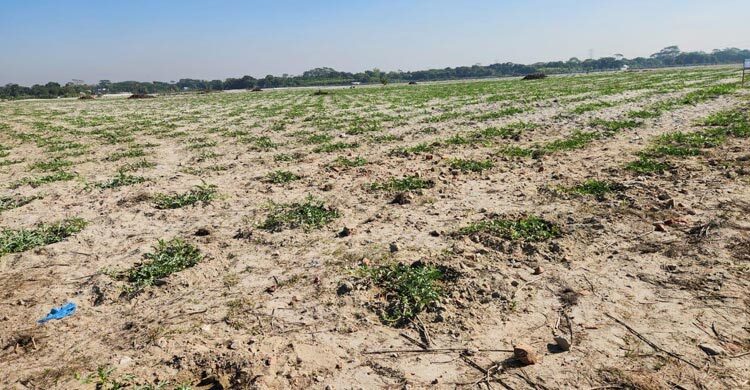 থমকে আছে তাঁতপল্লি প্রকল্প, বিরান ভূমিতে হচ্ছে তরমুজের চাষ