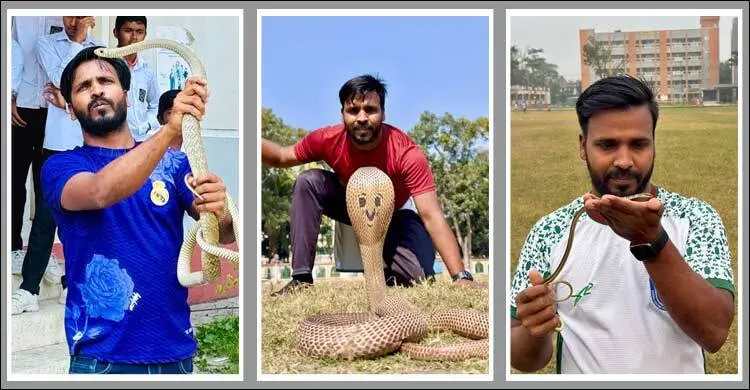 সাপ অবমুক্ত-চিকিৎসা করাই মনির হোসেনের কাজ