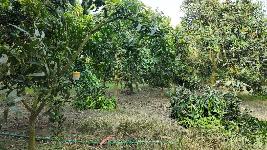 mango