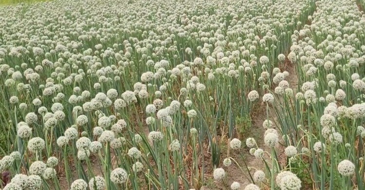 মাদারীপুরে লক্ষ্যমাত্রার চেয়ে বেশি জমিতে পেঁয়াজ চাষ