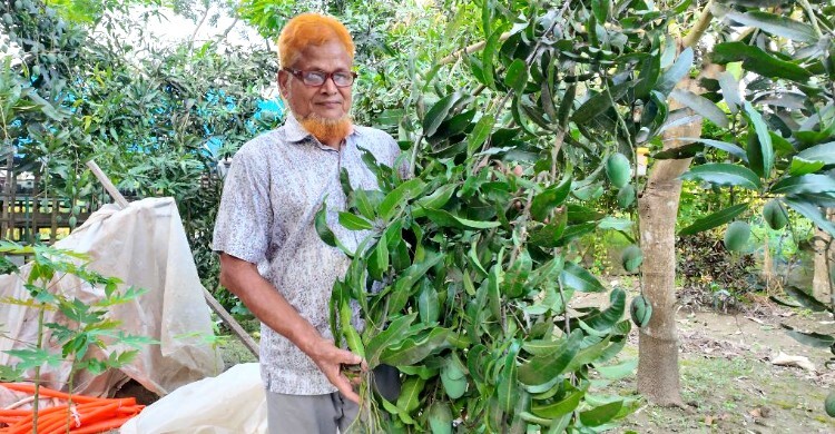 বছরে ১০ লাখ টাকার আম বিক্রি করেন কবির হোসেন