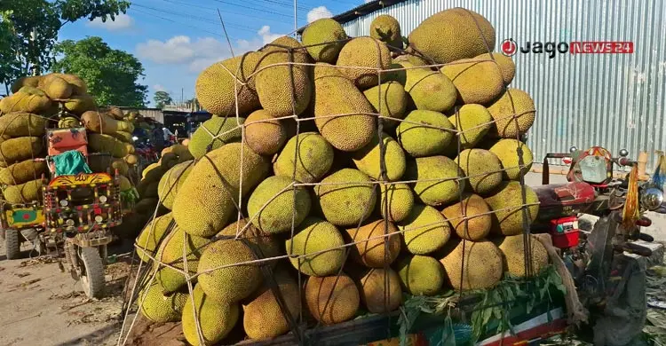 মাগুরার কাঁঠাল যাচ্ছে দেশের বিভিন্ন জেলায়