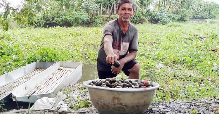 শামুক তুলে সংসার চলে তাদের