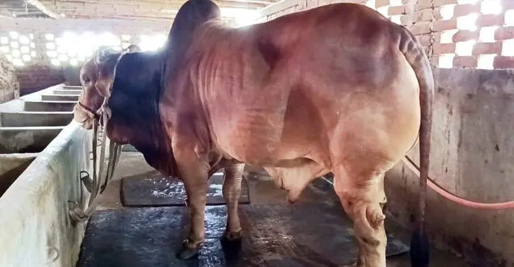 মাগুরার হাটে নজর কাড়বে ৩০ মণের ‘লালু’