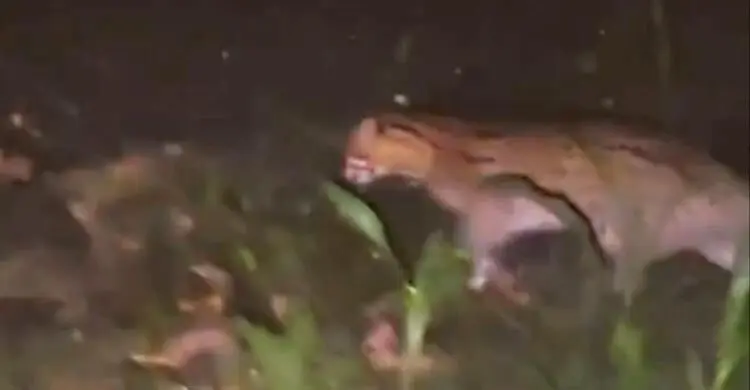 মাগুরায় বাঘ আতঙ্কে গ্রামবাসী