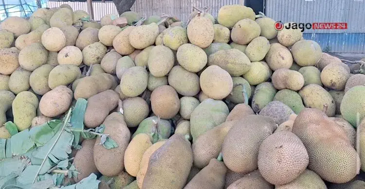 মাগুরার কাঁঠাল যাচ্ছে দেশের বিভিন্ন জেলায়