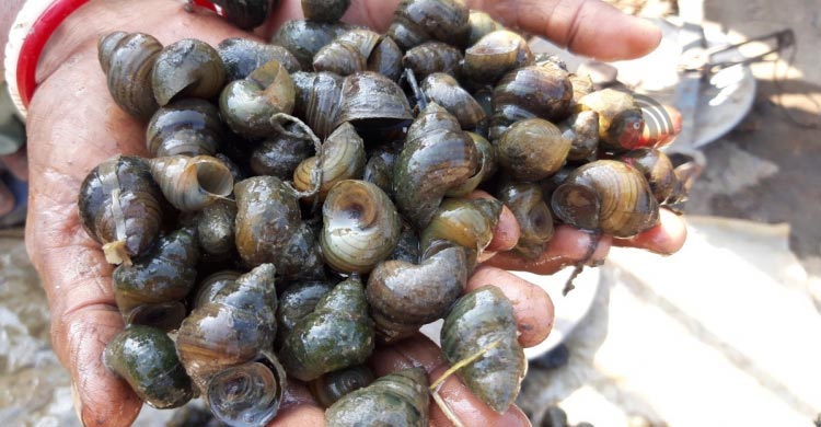 শামুক তুলে সংসার চলে তাদের