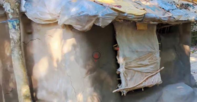 বাড়ি তো নয় পাখির বাসা ভেন্না পাতার ছানি