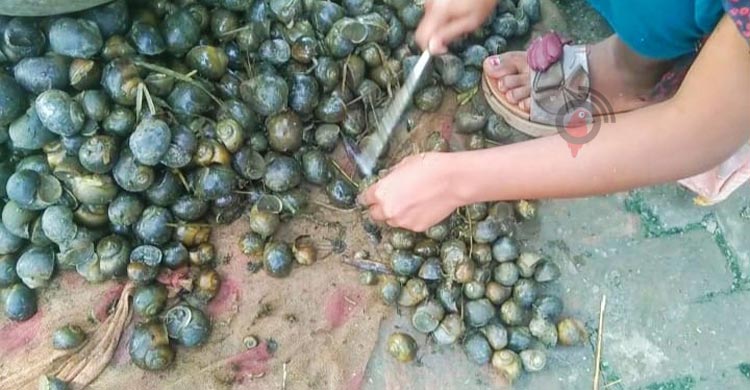 শামুক তুলে সংসার চলে তাদের