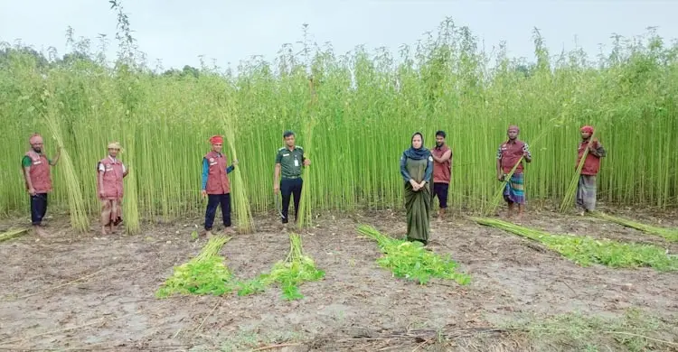 আর্থিক সংকটে মাঠে পচছিল পাট, অসহায় কৃষকের পাশে আনসার-ভিডিপি