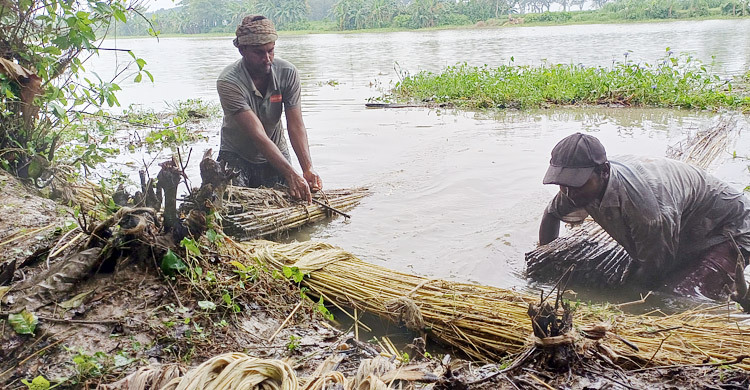 মেহেরপুরে লোকসানের শঙ্কা পাটচাষিদের