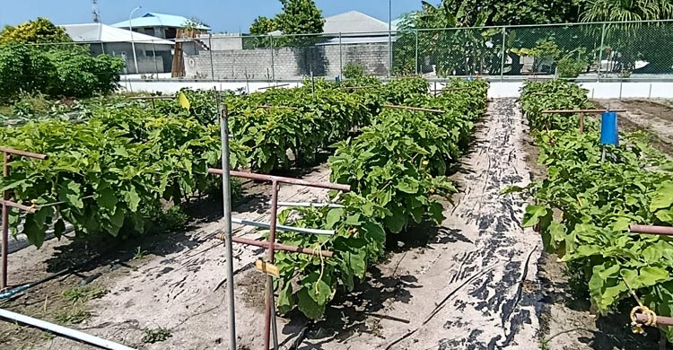 মালদ্বীপে কৃষি খামার পরিদর্শনে হাইকমিশনার