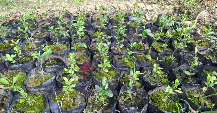 ৩ ভাইয়ের মিশ্র বাগানে প্রতি গাছে ২০ কেজি কমলা