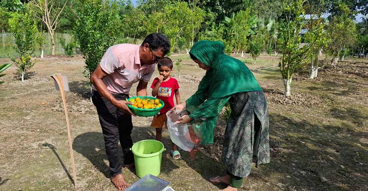 ৩ ভাইয়ের মিশ্র বাগানে প্রতি গাছে ২০ কেজি কমলা