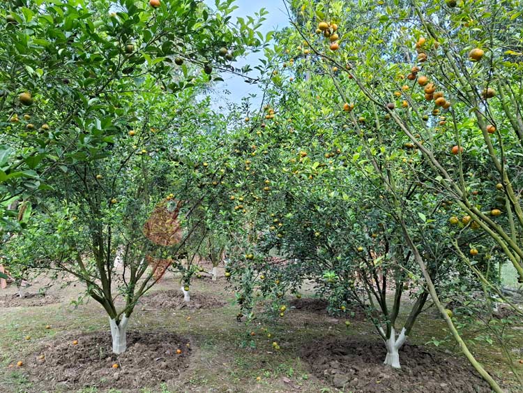 ৩ ভাইয়ের মিশ্র বাগানে প্রতি গাছে ২০ কেজি কমলা