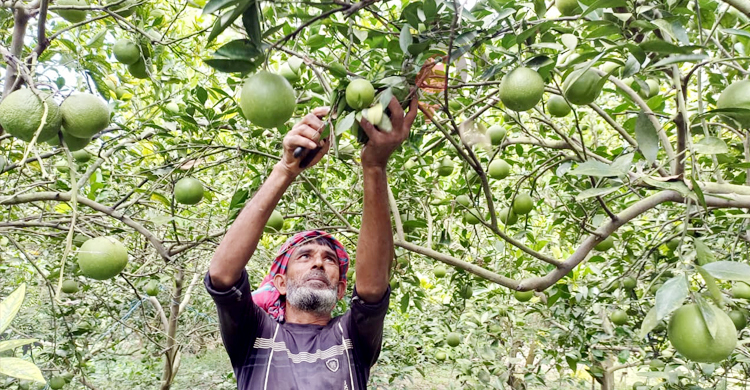 পাবনায় মাল্টা চাষে বাজিমাত, বছরে আয় ১৫ লাখ