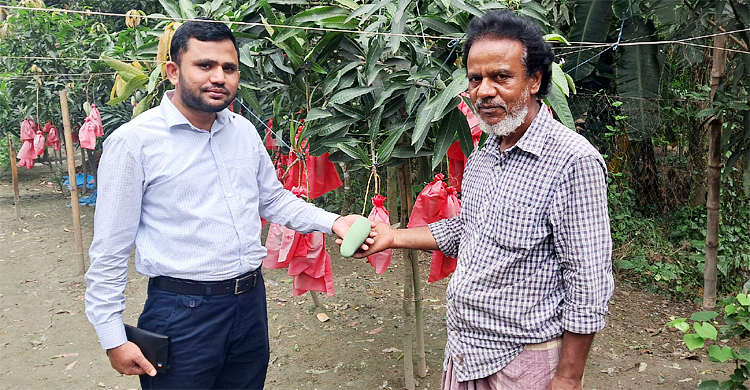 বিষমুক্ত আম চাষে জাহাঙ্গীরের বাজিমাত