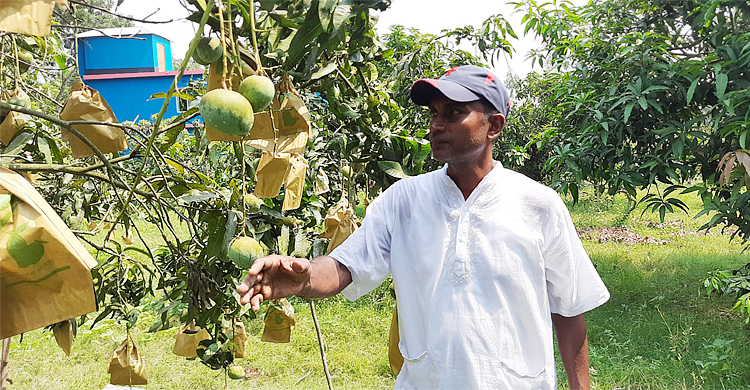 ফ্রুট ব্যাগিংয়ে নাবি জাতের আমে মৃদুলের ডাবল বাজিমাত
