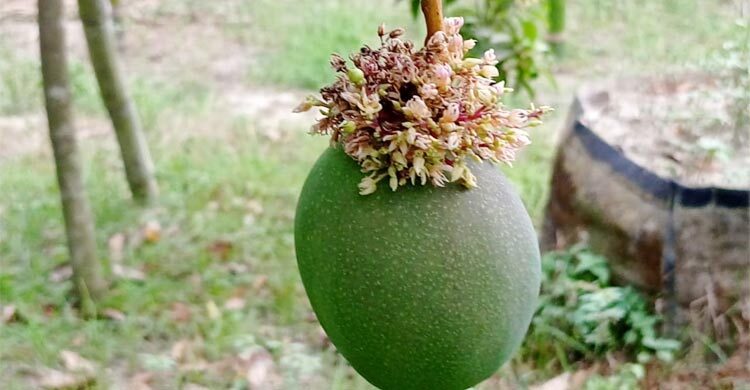 আমের বোঁটায় মুকুলের সমারোহ, বের হচ্ছে গুটি