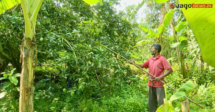আমে চাঙা উত্তরাঞ্চলের অর্থনীতি, জীবিকায় জড়িত লাখো মানুষ