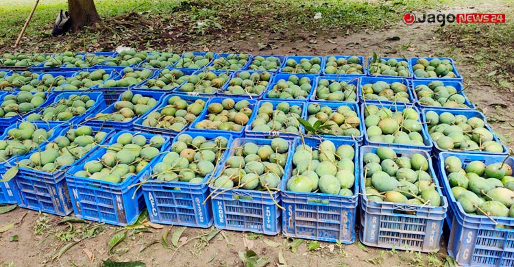 আমের লাভ গিলে খাচ্ছে ক্যারেট